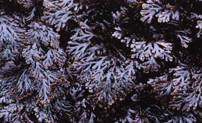 Pepper Dulse