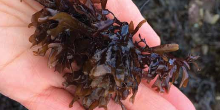 Carrageen