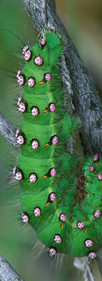 Emperor moth caterpillar