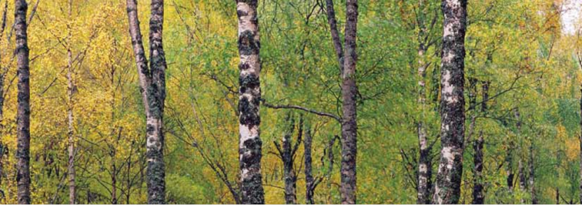 woodland