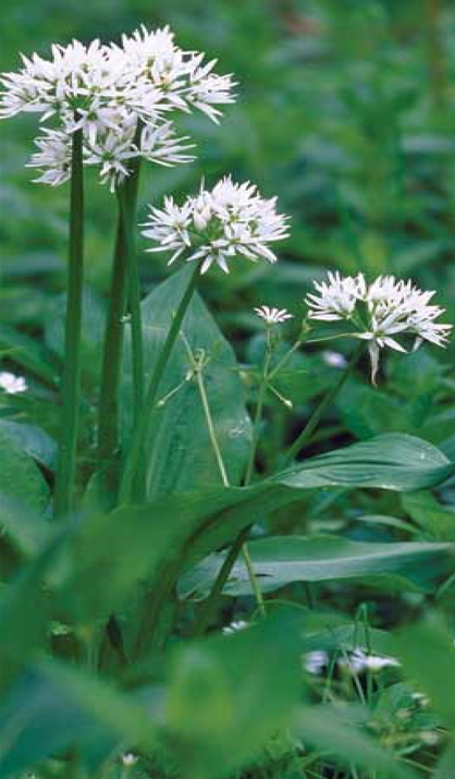 wild garlic