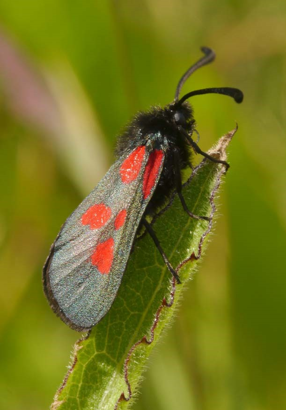 The New Forest Burnet Zygaena on a leaf