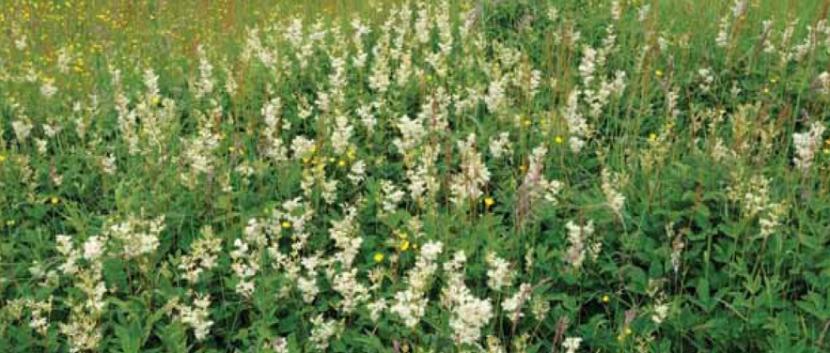Meadowsweet