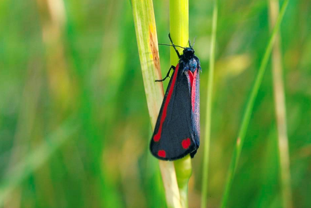 Cinnabar moth