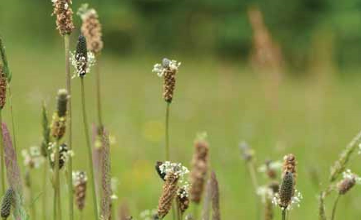 Ribwort Plantain