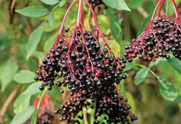 Elder