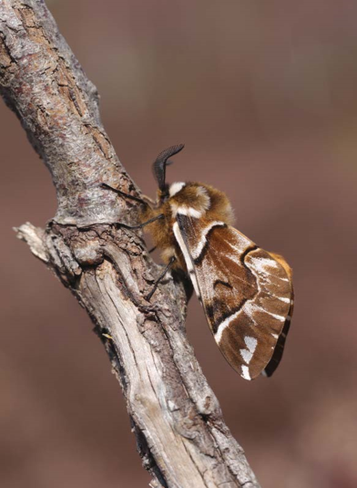 Kentish Glory on a branch