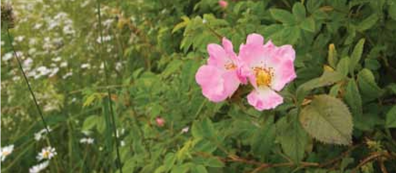 Dog Rose