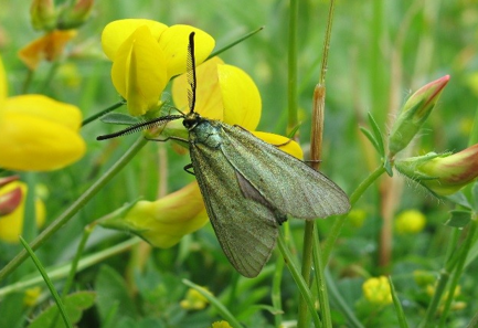 Forester Adscita statices in greenspace on a flower