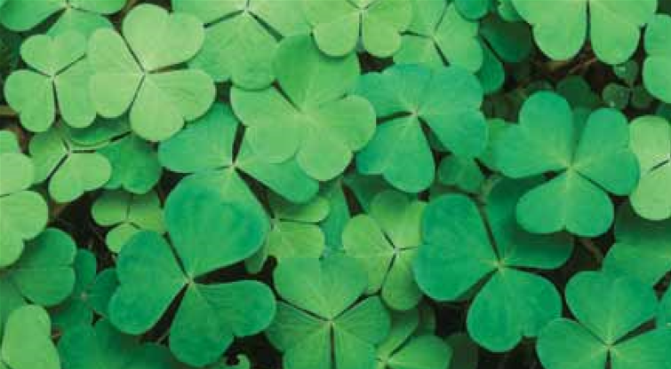Wood Sorrel