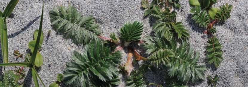 plants on the shore