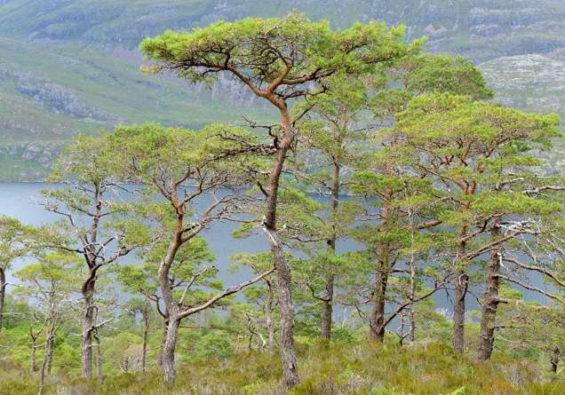 Woodland with hills and loch in background