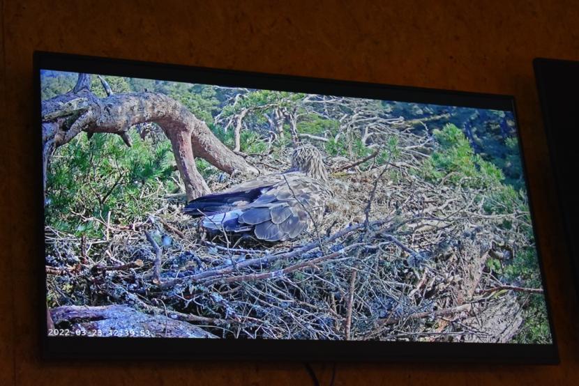 Osprey in nest