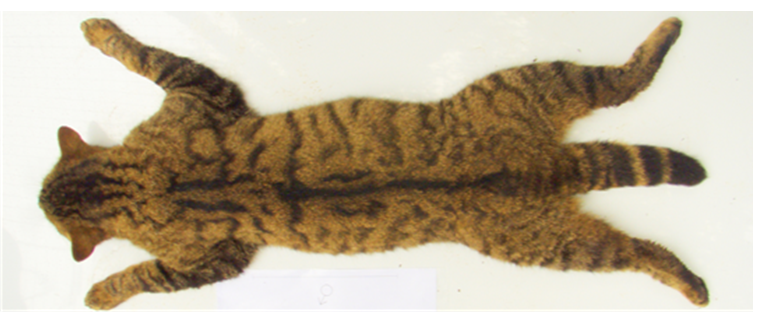 Image of Wildcat body dorsal view