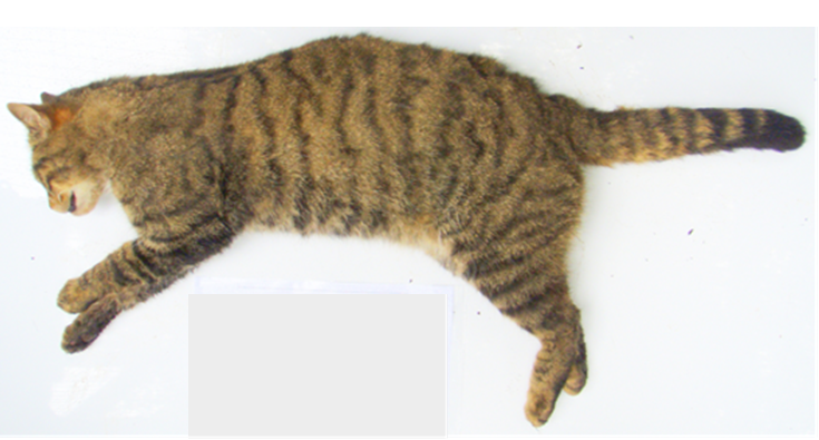 Image of Wildcat body left lateral.