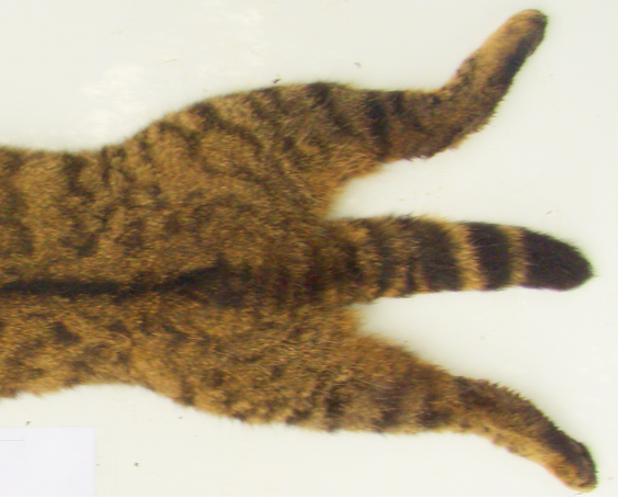 Image of Wildcat close up of lower back and tail.