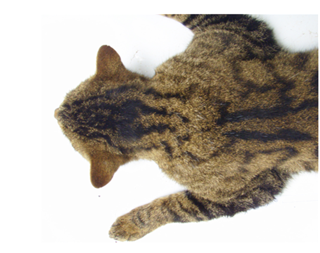 Image of Wildcat close up of nape and shoulders.