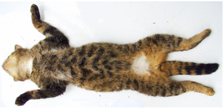 Image of Wildcat body ventral view