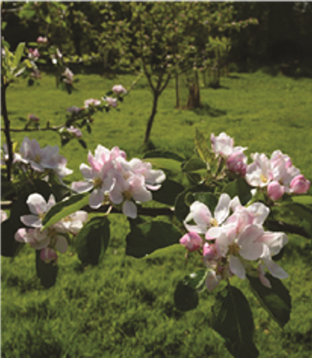 The early flowering blossom