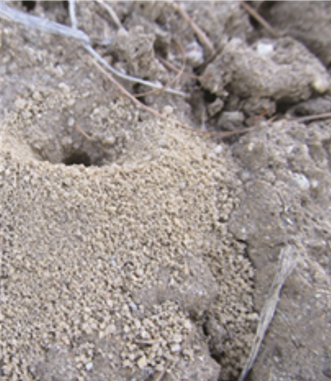 a lawn with a patch of bare soil