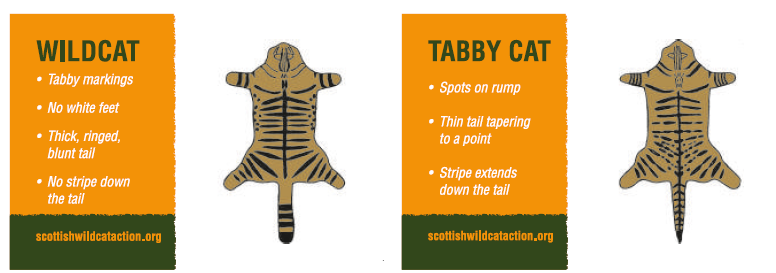 Image showing the two faces of a wildcat identification card to help land managers identify wildcats with more confidence. Full description provided next.