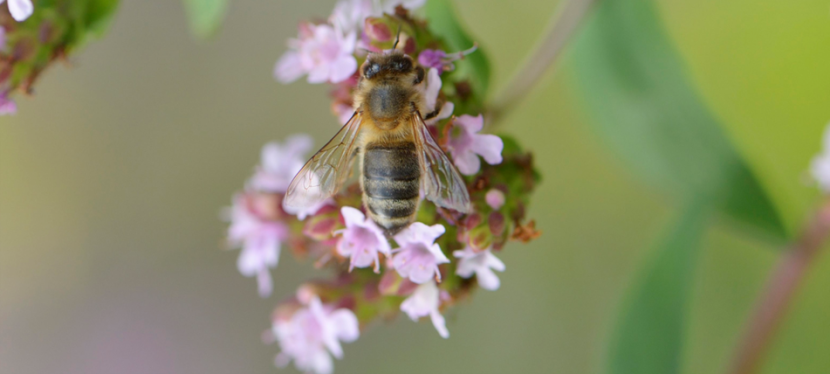 Hoverfly on a flower