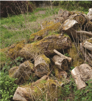 pile of logs