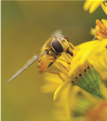 hoverfly