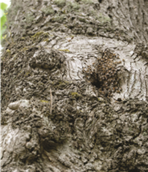 oak
