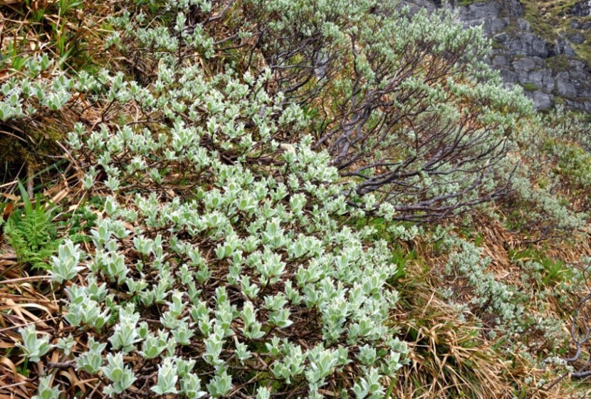 Woolly willow