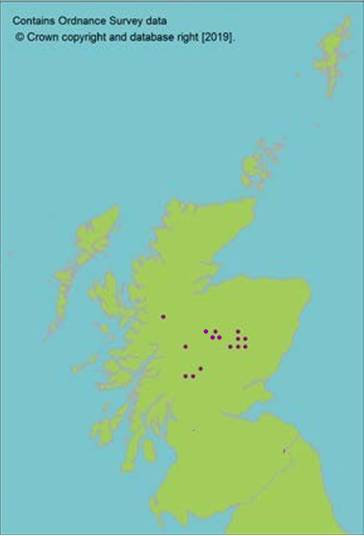 distribution of Woolly willow