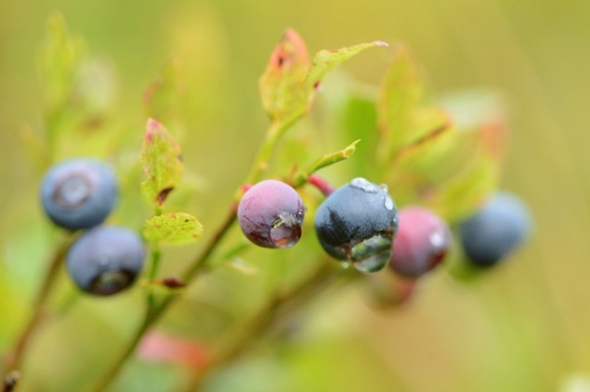 Blaeberry