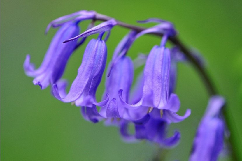 British bluebell
