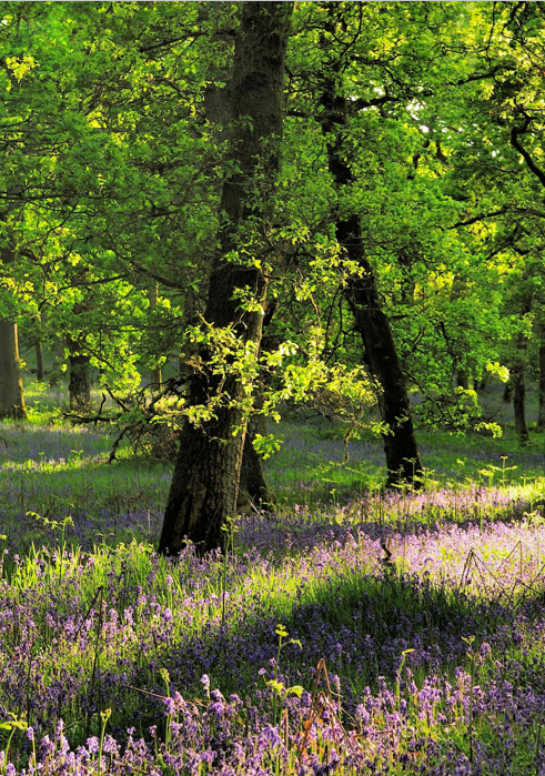 woodland with bluebells