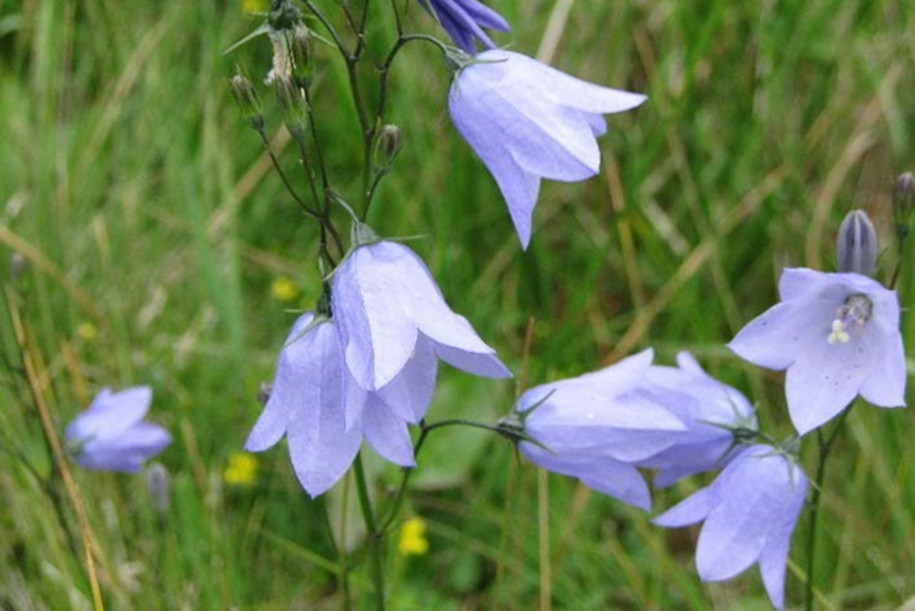 Harebell or Scottish bluebell