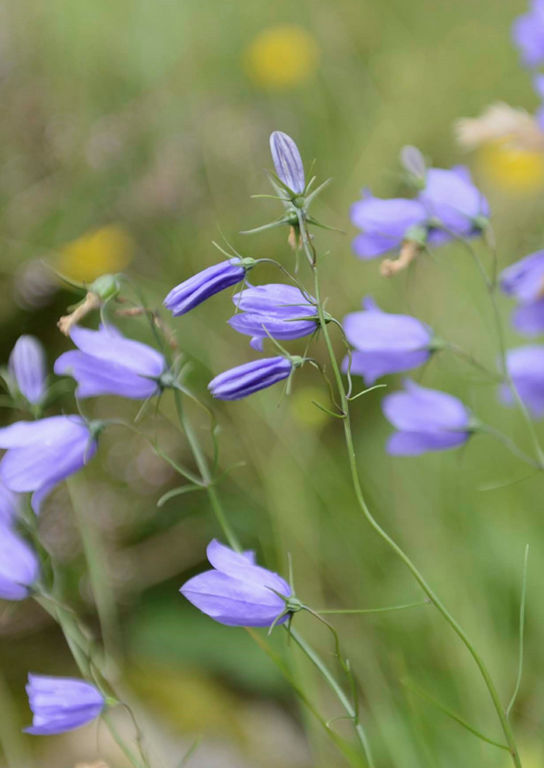 Harebell or Scottish bluebell