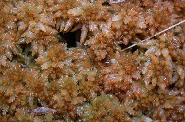 Papillose bog-moss