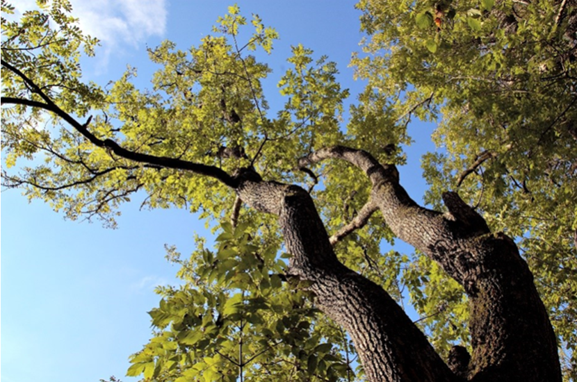 European ash