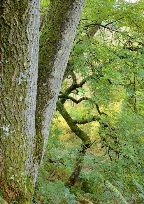 woodland