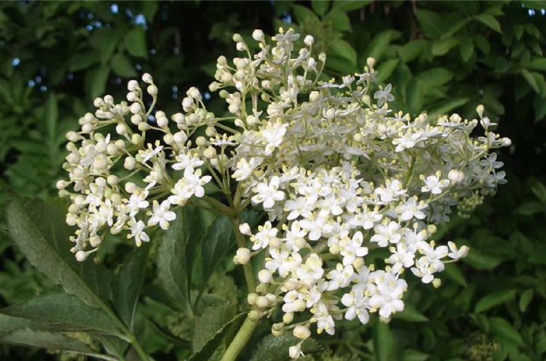 Elderberry