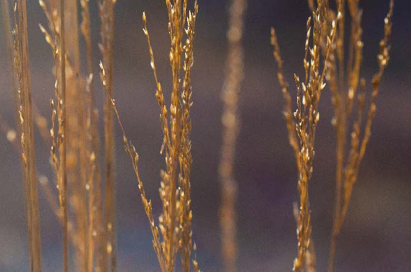 Purple moor-grass