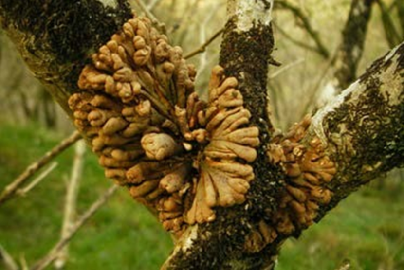 Hazel gloves