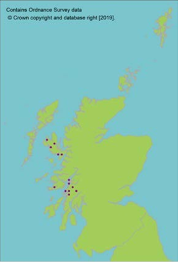 distribution of Hazel gloves