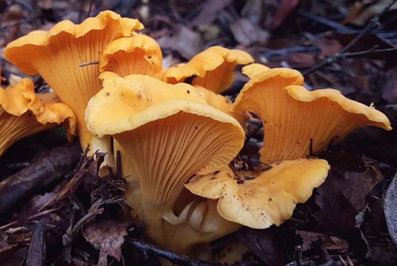 Chanterelle
