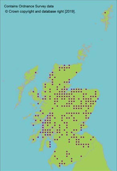 distribution of Chanterelle