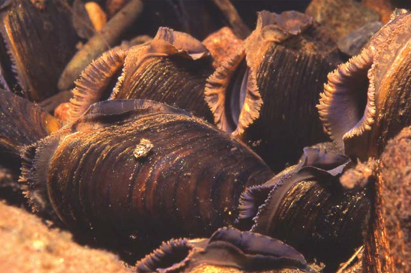 Freshwater pearl mussel