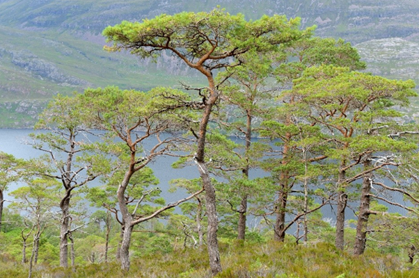 Scots pine