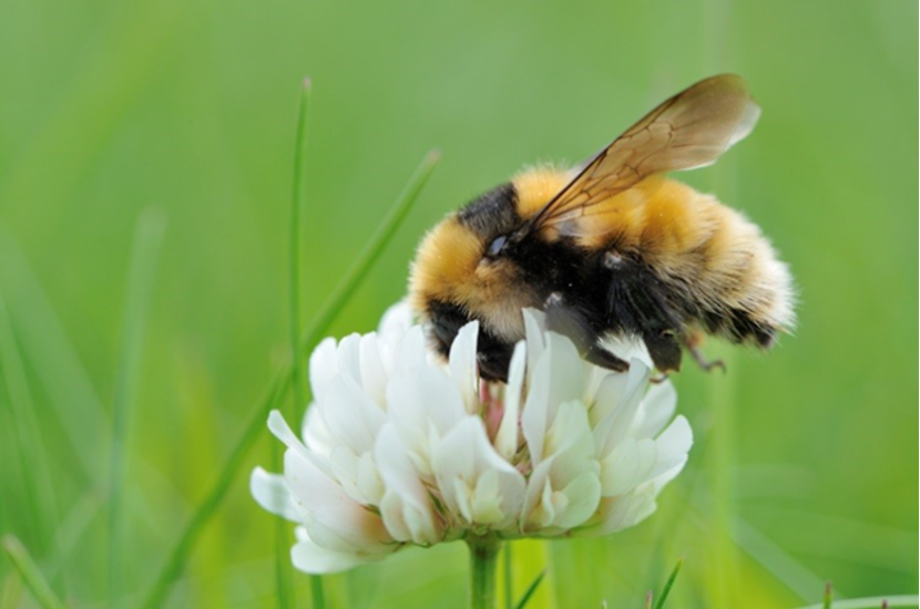 Great yellow bumblebee