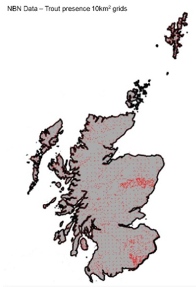 Sea trout/brown trout presence