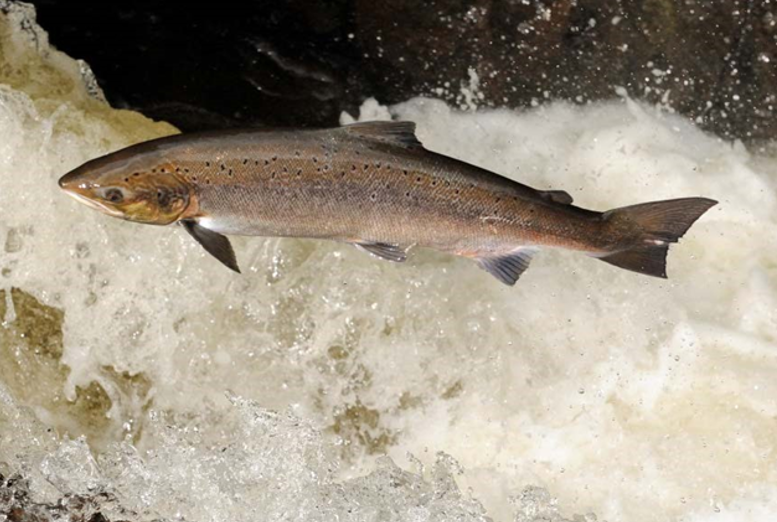 Atlantic salmon